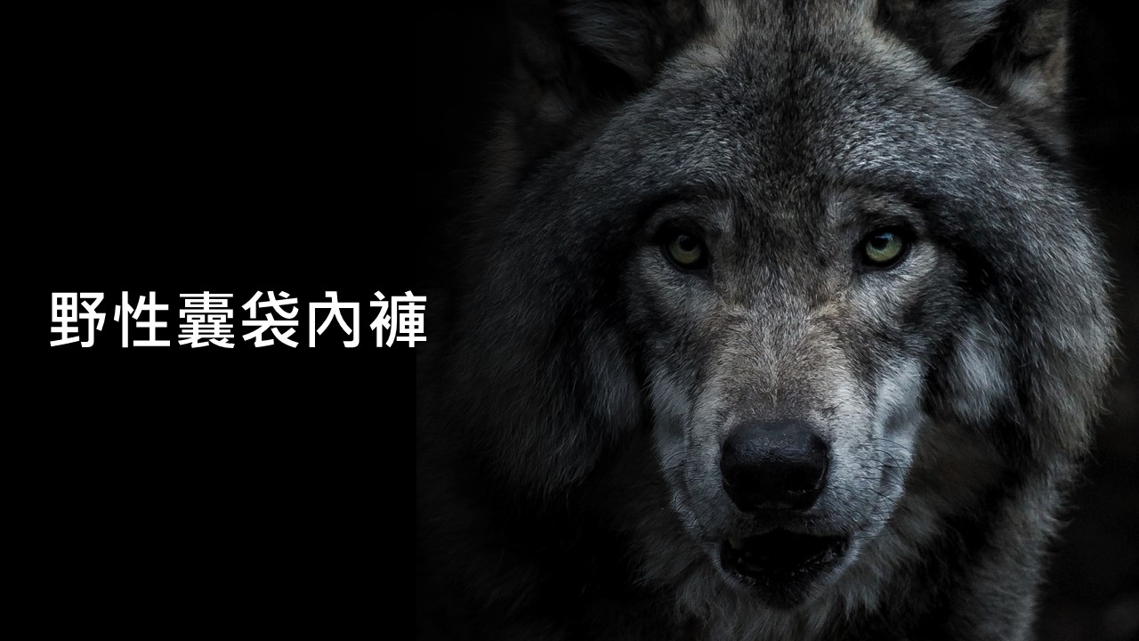 野性囊袋內褲